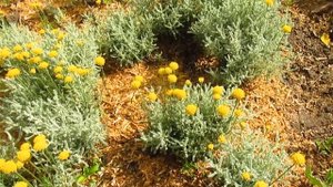 Сантолина . Что будет если  обрезать под ноль.