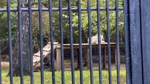 В Новосибирском зоопарке с реборном Лиамом 😊#fakebaby #fakebody #reborndoll #куклареборн #reborn