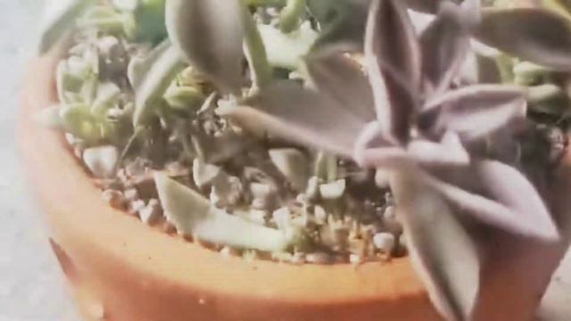 Re-Potting my Graptopetalum Paraguayense aka. Ghost plant Leaf Propagations смотреть онлайн