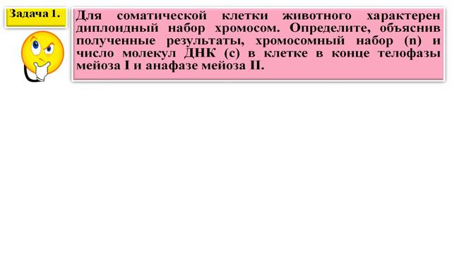 Задачи на МЕЙОЗ и ГАМЕТОГЕНЕЗ.
