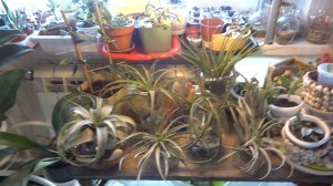 Цветы в моем доме. Комнатные растения. Атмосферные тилландсии.