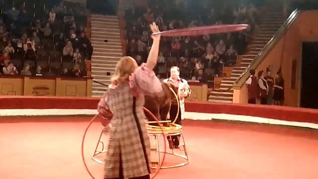 «ДРЕССИРОВАННЫЕ МЕДВЕДИ»  Московский цирк Никулина на Цветном Бульваре