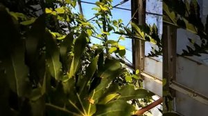 Как вырастить папайю в домашних условиях? March 11, 2018