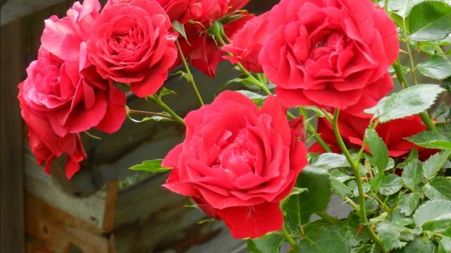 Симпати - красная крупноцветковая плетистая роза