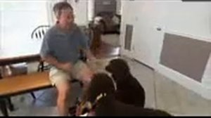 Ирландский водяной спаниель, все породы собак, 101 dogs. Введение в собаковедение.