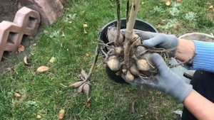 Георгины//Подготовка к хранению в зимний период //Для начинающих цветоводов