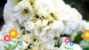 Флокс метельчатый Тиара (Tiara). Краткий обзор, описание характеристик, где купить саженцы