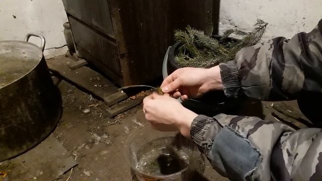 Хвоя для курочек ??? ( отвар для курочек ) смотреть онлайн