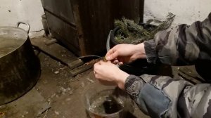 Хвоя для курочек ??? ( отвар для курочек )