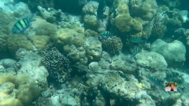 #10 Мальдивы. Живность острова Фихалхохи. FIHALHOHI island resort 4 звезды. Август 2023 смотреть онлайн