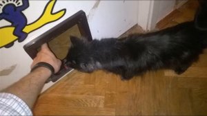 Врезная дверца для котов | #Обзор