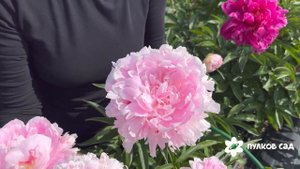 Sweet Harmony peony. Свит Хармони пион. Пулков сад