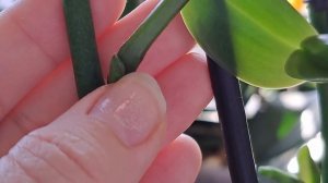 У орхидеечки биг липа Белый Лебедь снова ДЕТОЧКИ!!!!🌱🌱🌱🌱