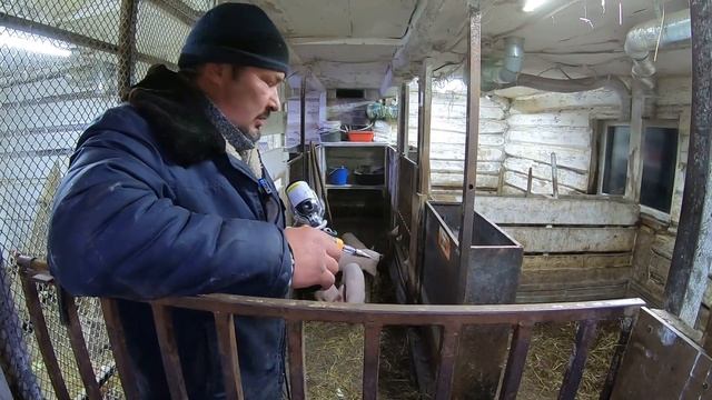 СТАВИМ ПОРОСЯТАМ УКОЛЫ препарат СЕДИМИН | Железо для поросят | Теплая будка для собаки | Деревня