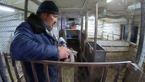 СТАВИМ ПОРОСЯТАМ УКОЛЫ препарат СЕДИМИН | Железо для поросят | Теплая будка для собаки | Деревня