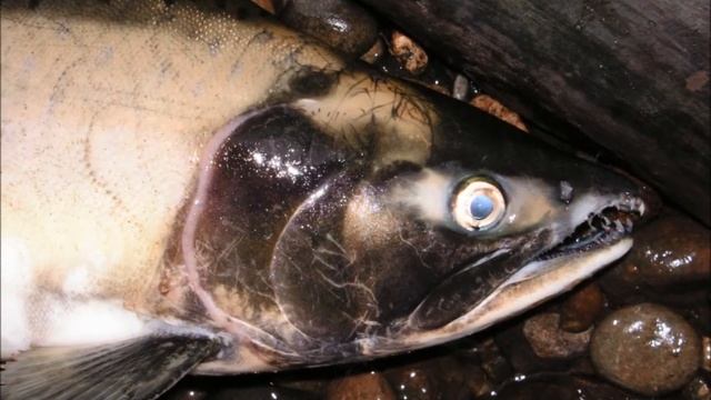Oncorhynchus gorbuscha mort смотреть онлайн