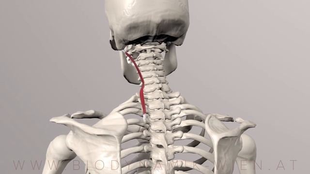 Spine Series 11,  Neck Muscles:  Longissimus Capitis (3D Animation) смотреть онлайн