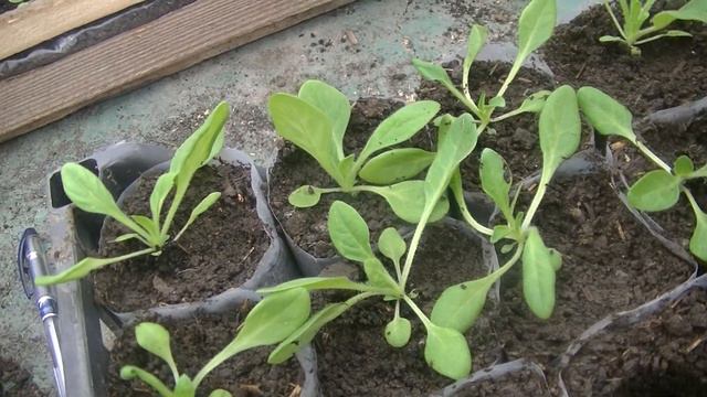 Пікіровка петунії. смотреть онлайн