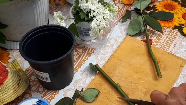 Черенками розы размножаю.Июнь. смотреть онлайн