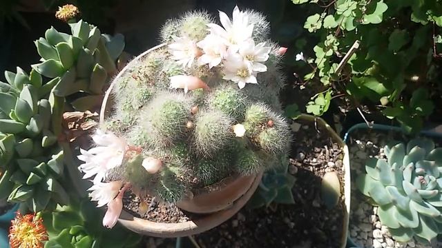 Rebutia Albiflora смотреть онлайн