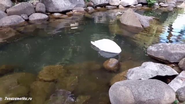 Лебеди и черепахи в парке Айвазовское Крым