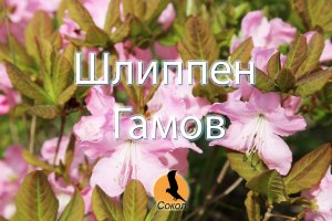 Рододендрон шлиппенбаха, цветение. Приморский край