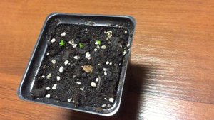 Как правильно вырастить АНАНАС из СЕМЯН!!!