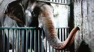 3класс#Поэтическая тетрадь.Саша Чёрный.Слон.