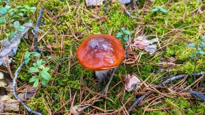 Паутинник слизистый (Cortinarius mucosus). Как выглядит гриб на месте произрастания.