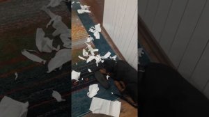 Как я ругают собаку
