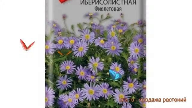 Брахикома обыкновенный Брахикома иберисолистная Фиолетовая ? обзор: как сажать, семена брахикомы