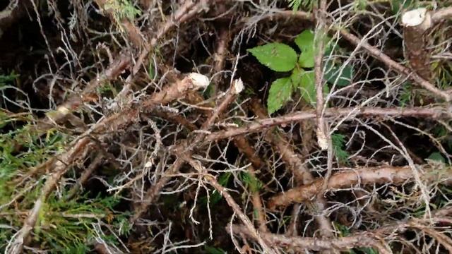 Кусторез Электрический GREENWORKS GHT5056 (2201307) . Честный Тест ! смотреть онлайн