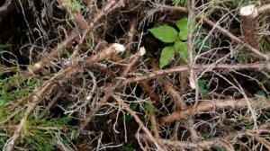 Кусторез Электрический GREENWORKS GHT5056 (2201307) . Честный Тест !