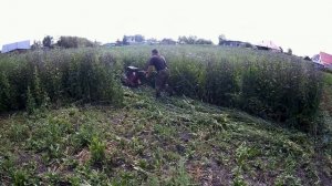 Мотоблок "ОКА" с косилкой ФОРЗА(ЗАРЯ) против осота и лебеды в рост человека.Новые ножи для косилки.