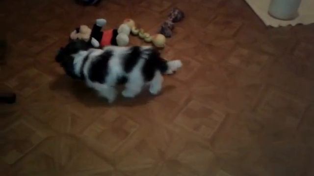 20160112 202435 Щенок Бивер Йоркширский терьер а-ля пом пон на продажу. смотреть онлайн