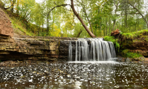Успокаивающие звуки леса с щебетанием птиц ✦ relax ✦ sounds of the forest