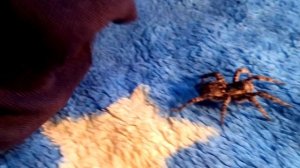 Южно-русский тарантул у меня дома