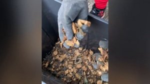 Обзор на садовые измельчители Ryobi
