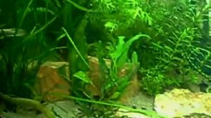 Каламоихт в аквариуме