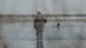 Охота с дратхааром на утку в Казахстане 2018г