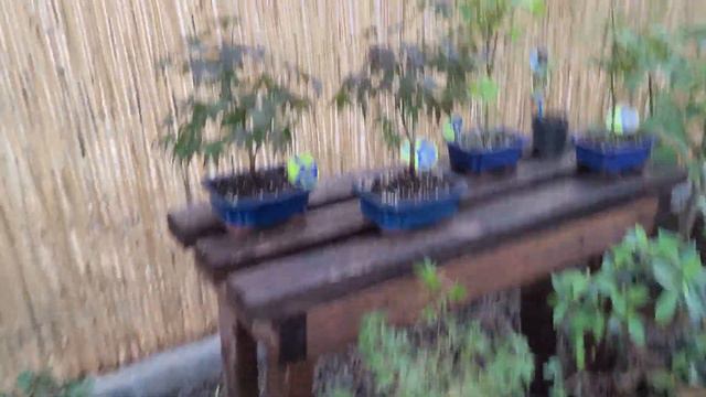 Обзор кленов. Acer Palmatum. Клен дланевидный. 20.07.2023