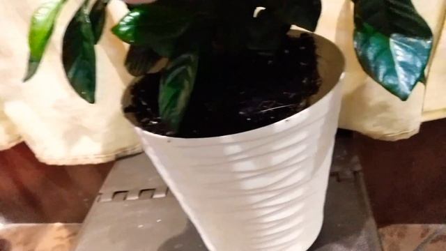 Гардения жасминовидная смотреть онлайн