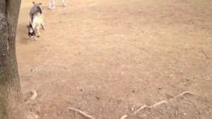 МАЛЕНЬКИЕ СОБАЧКИ ЗЛЯТСЯ / СМЕШНЫЕ СОБАКИ / ПРИКОЛЫ С ЖИВОТНЫМИ