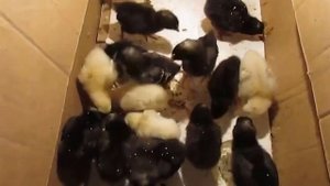 Творог в рационе цыплят. Cottage cheese in the diet of chickens.