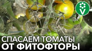 ФИТОФТОРА ПРИШЛА? Спасите зеленые плоды томатов от порчи, окунув их в этот раствор