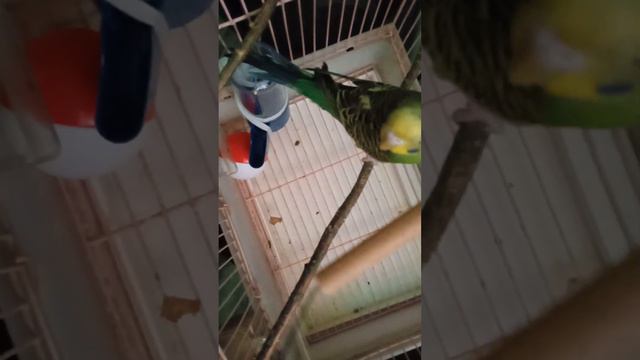 новое домашнее животное смотреть онлайн