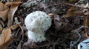 Muchomor szyszkowaty (Amanita strobiliformis) - 03.08.2021, Nowa Huta, Kraków.