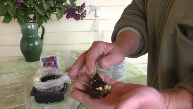 Как размножить лилии? Выращивание лилии из чешуек ч.2. смотреть онлайн