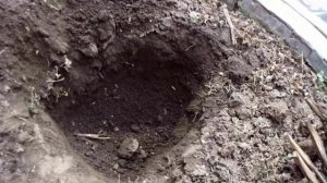 КАК РАЗДЕЛИТЬ СТАРЫЙ КУСТ ПИОНА?