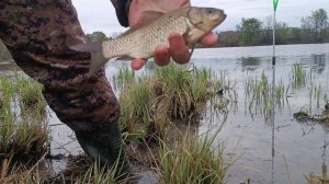 НАТАСКАЛ ПАКЕТ КАРАСЯ ЗА ДВА ЧАСА! Только забросил, сразу ЛАПОТЬ!